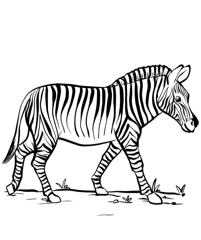 Çok Sevimli Zebra Boyama Sayfası