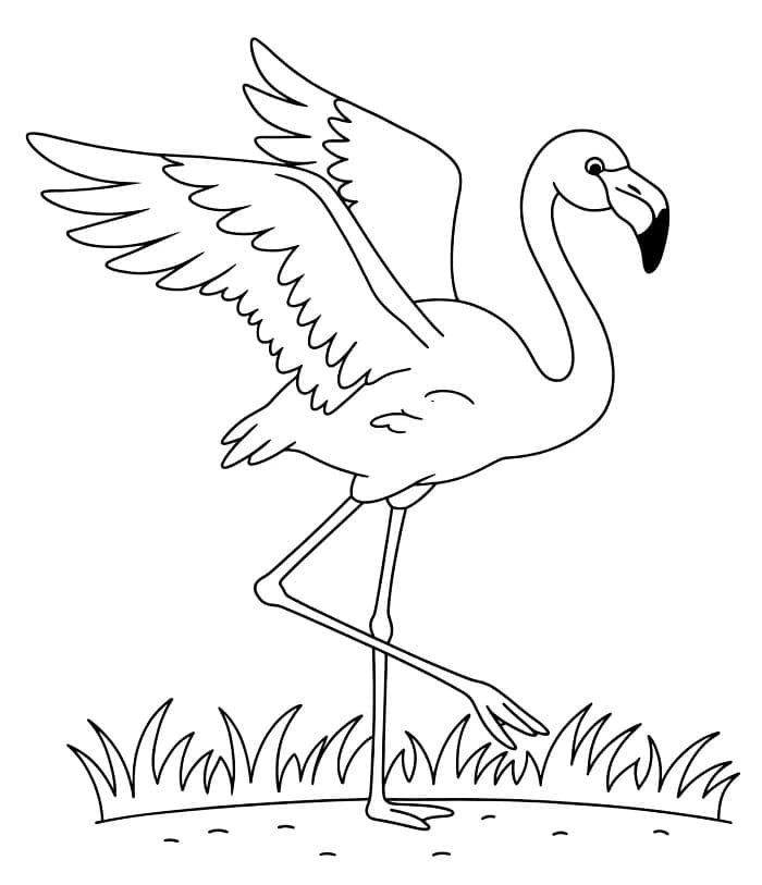 Flamingo hayvanı Boyama Sayfası